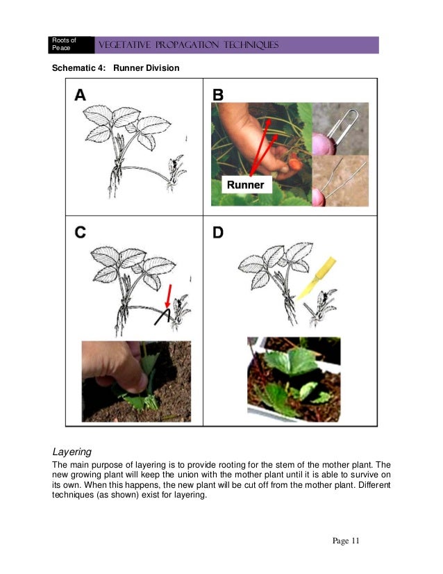 Vegetative propagationtechniques importance