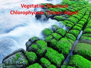 Vegetative Structure
Chlorophyceae (Green Algae)
Dr.Mansi Pandey
Dr.Mansi Pandey
Dr.Mansi Pandey 1
 