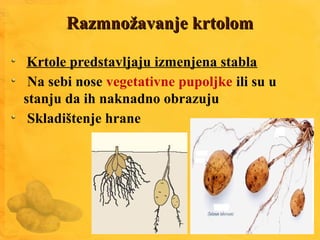 Razmnožavanje krtolomRazmnožavanje krtolom
Krtole predstavljaju izmenjena stabla
Na sebi nose vegetativne pupoljke ili su u
stanju da ih naknadno obrazuju
Skladištenje hrane
 
