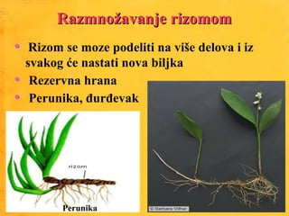Razmnožavanje rizomomRazmnožavanje rizomom
Rizom se moze podeliti na više delova i iz
svakog će nastati nova biljka
Rezervna hrana
Perunika, đurđevak
Perunika
 