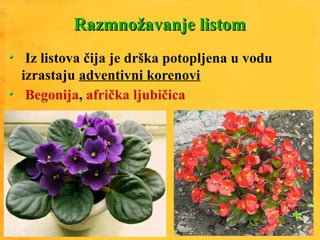 Razmnožavanje listomRazmnožavanje listom
Iz listova čija je drška potopljena u vodu
izrastaju adventivni korenovi
Afrička ljubičica, begonija
 