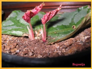 Begonija
 