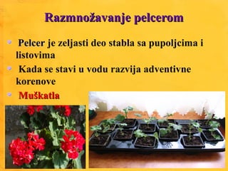 Razmnožavanje pelceromRazmnožavanje pelcerom
PelcerPelcer je zeljasti deo stabla sa pupoljcima i
listovima
Kada se stavi u vodu razvija adventivne
korenove
MuškatlaMuškatla
 