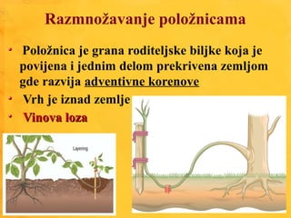 Razmnožavanje položnicama
Položnica je grana roditeljske biljke koja je
povijena i jednim delom prekrivena zemljom
gde razvija adventivne korenove
Vrh je iznad zemlje
Vinova lozaVinova loza
 