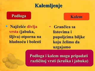 KalemljenjeKalemljenje
KalemKalemPodlogaPodloga
Najčešće divlja
vrsta (jabuka,
šljiva) otporna na
hladnoću i bolesti
Grančica sa
listovima i
pupoljcima biljke
koju želimo da
uzgajamo
Podloga i kalem mogu pripadatiPodloga i kalem mogu pripadati
različitoj vrsti (kruška i jabuka)različitoj vrsti (kruška i jabuka)
 