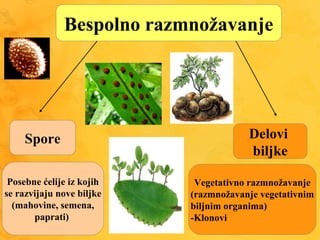 Bespolno razmnožavanje
Spore
Posebne ćelije iz kojih
se razvijaju nove biljke
(mahovine,
paprati)
Delovi
biljke
Vegetativno razmnožavanje
(razmnožavanje vegetativnim
biljnim organima)
-Klonovi
 