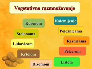Vegetativno razmnožavanjeVegetativno razmnožavanje
Korenom
Stolonama
Lukovicom
Krtolom
Rizomom Listom
Pelcerom
Reznicama
Položnicama
Kalemljenje
 