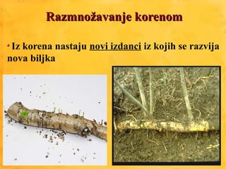 Razmnožavanje korenomRazmnožavanje korenom
Iz korena nastaju novi izdanci iz kojih se razvija
nova biljka
 