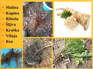Malina
Kupina
Ribizla
Šljiva
Kruška
Višnja
Ren
 