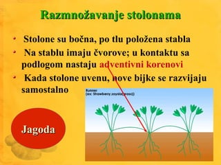 Razmnožavanje stolonamaRazmnožavanje stolonama
Stolone su bočna, po tlu položena stabla
Na stablu imaju čvorove; u kontaktu sa
podlogom nastaju adventivni korenovi
Kada stolone uvenu, nove bijke se razvijaju
samostalno
JagodaJagoda
 