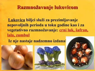 Razmnožavanje lukovicomRazmnožavanje lukovicom
Lukovica biljci služi za prezimljavanje
nepovoljnih perioda u toku godine kao i za
vegetativno razmnožavanje: crni luk, šafran,
lala, zumbul
Iz nje nastaje nadzemno izdanak
 