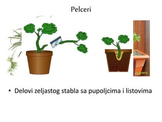 Pelceri
• Delovi zeljastog stabla sa pupoljcima i listovima
 