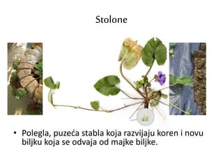 Stolone
• Polegla, puzeća stabla koja razvijaju koren i novu
biljku koja se odvaja od majke biljke.
 