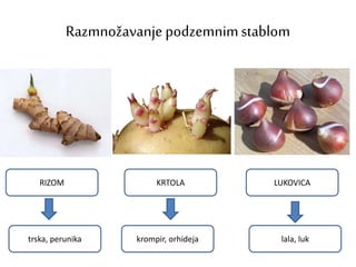 Razmnožavanje podzemnimstablom
RIZOM KRTOLA LUKOVICA
trska, perunika krompir, orhideja lala, luk
 