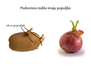 Podzemnastabla imaju populjke
 