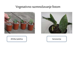 Vegetativno razmnožavanje listom
Afrička ljubičica Sanseverija
 