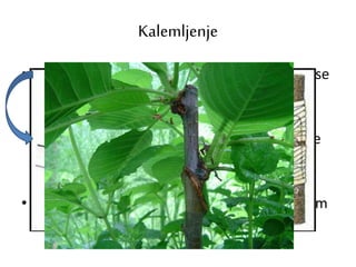 Kalemljenje
• Grančica sa pupoljcima jedne biljke (kalem) se
nakalemi (pričvrsti) za drugu biljku.
• Reznica se pričvrsti na granu ili stablo srodne
vrste.
• Kalem i biljka na koju je pričvršćen vremenom
srastu.
 