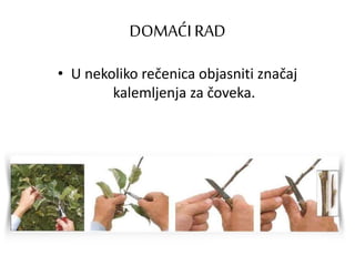 DOMAĆIRAD
• U nekoliko rečenica objasniti značaj
kalemljenja za čoveka.
 