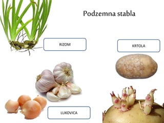Podzemnastabla
RIZOM
LUKOVICA
KRTOLA
 