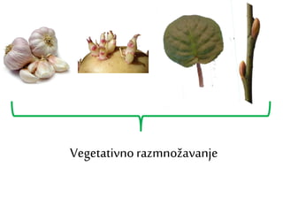 Vegetativnorazmnožavanje
 