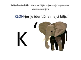Reši rebus i otkri kakose zove biljkakoja nastajavegetativnim
razmnožavanjem
K ‘
KLON-jer je identična majci biljci
 