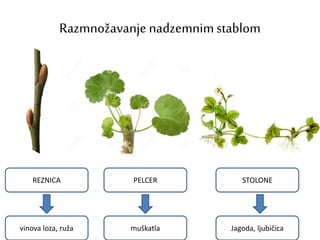 Razmnožavanje nadzemnimstablom
REZNICA PELCER STOLONE
vinova loza, ruža muškatla Jagoda, ljubičica
 