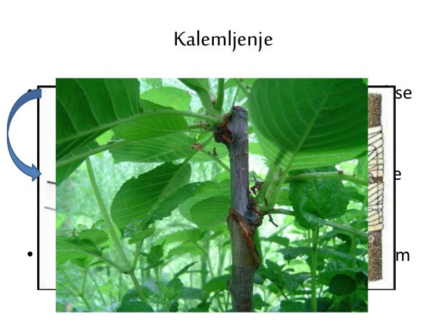 Vegetativno razmnožavanje biljaka