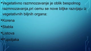 •Vegetativno razmnozavanje je oblik bespolnog
razmnozavanja,pri cemu se nove biljke razvijaju iz
vegetativnih biljnih organa:
•Korena
•Stabla
•Listova
•Pupoljaka
 