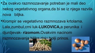 •Za ovakvo razmnozavanje potreban je mali deo
nekog vegetativnog organa,da bi se iz njega razvila
nova biljka.
•Krompir se vegetativno razmnozava krtolama.
Lala,zumbul,crni luk-LUKOVICA,a perunika i
djurdjevak- rizomom.Ovakvim nacinom
razmnozavanja,biljke daju bolji prinos.
 