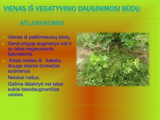 VIENAS IŠ VEGATYVINIO DAUGINIMOSI BŪDŲ:

         ATLASNKOMIS
   Vienas iš patikimiausių būdų.
   Gerai prigyja augmenys net ir
    su labai negausiomis
    šaknelėmis.
    Kitais metais iš šakelių
    išauga stiprūs dvimečiai
    sodmenys.
   Nelabai našus.
   Galima iššaknyti net labai
    sukiai besidauginančias
    veisles.
 