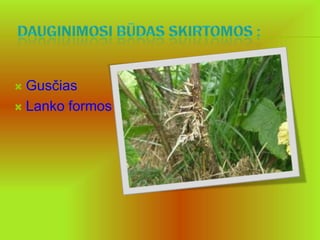  Gusčias
 Lanko formos
 