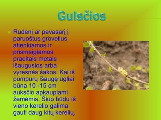    Rudenį ar pavasarį į
    paruoštus grovelius
    atlenkiamos ir
    prismeigiamos
    praeitais metais
    išaugusios arba
    vyresnės šakos. Kai iš
    pumpurų išaugę ūgliai
    būna 10 -15 cm
    auksčio apkaupiami
    žemėmis. Šiuo būdu iš
    vieno kerelio galima
    gauti daug kitų kerelių.
 