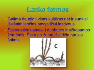  Galima dauginti visas kultūras net ir sunkiai
  išsišaknijančias pavyzdžiui lazdynus.
 Šakos atlenkiamos į duobutes ir užkasamos
  žemėmis. Šaka po žeme išleidžia naujas
  šaknis.
 