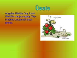    Augalas išleidia ūsą, kuris
    išleidžia naują augalą. Taip
    braškės dauginasi labai
    greitai.
 