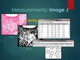 Measurements: Image J
Analyzing particles

8 bit

Binary

 