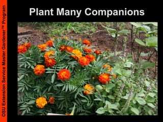 Plant Many Companions