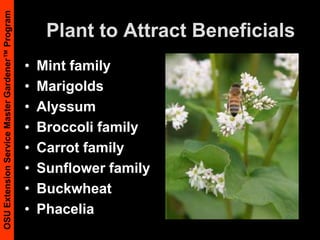 Plant to Attract BeneficialsMint familyMarigoldsAlyssumBroccoli familyCarrot familySunflower familyBuckwheatPhacelia