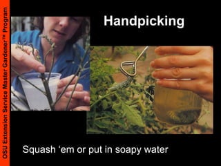 Handpicking Squash ‘em or put in soapy water