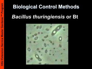 Biological Control MethodsBacillus thuringiensis or Bt