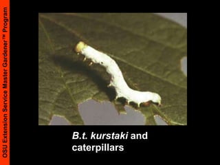 B.t. kurstaki and caterpillars