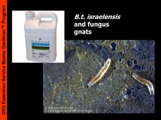 B.t. israelensis and fungus gnats