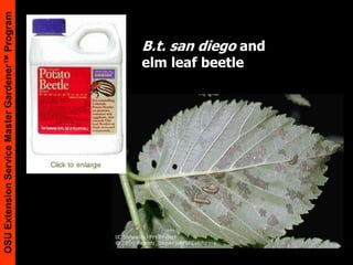 B.t. san diego and elm leaf beetle