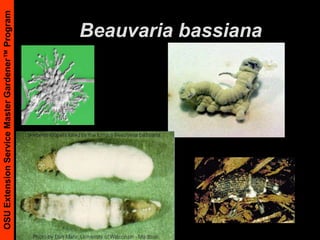 Beauvaria bassiana