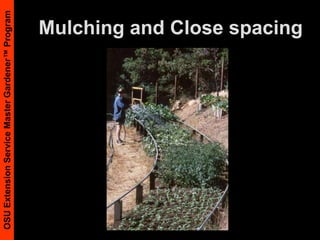 Weed ControlMany weeds are edibleDandelion, pigweed, purslane, chickweed, cress, mustard, lambs-quartersSun choke