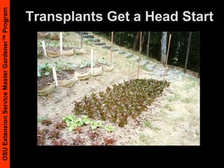 Weed ControlHabitat for beneficials and pollinatorsParsley, aster, broccoli familiesLet several plants flower and not seed