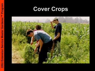 Mechanical WeedingUse comfortable toolsBe diligentKill weeds when young (2-3 true leaves)More effective when warm, dry, and windyControl weeds early in crop growth – when they can compete most with crops