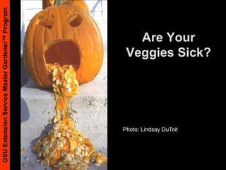 Mulching and Close spacing