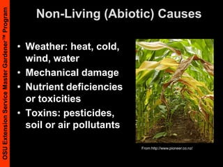Stale Seedbed MethodPlough or spadePrepare seedbedIrrigation or rain then wait 1-2 weeksLight cultivation (or otherwise kill weeds)Repeat if possiblePlant or sow seedGood for July seed planting