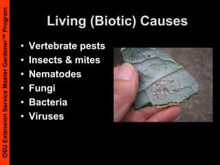 Are Your Veggies Sick?Photo: Lindsay DuToit