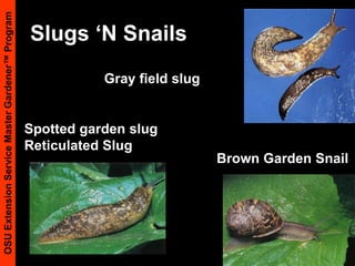 Living (Biotic) CausesVertebrate pestsInsects & mitesNematodesFungiBacteriaViruses